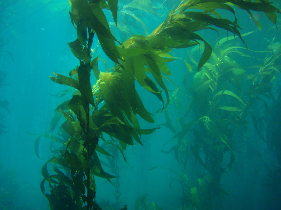 Seaweed and You: Good Health and Symbiosis in the Anthropocene