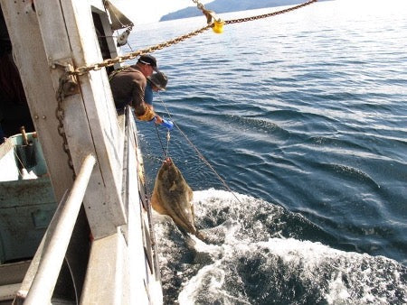 Wild Pacific Halibut from BC: Sustainably Caught and Worth Every Bite
