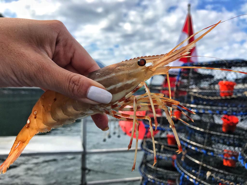 Wild B.C. Spot Prawns