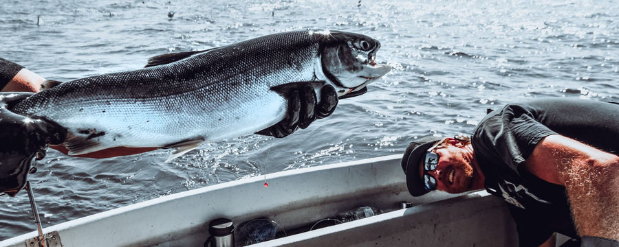 Why Skeena Sockeye Salmon Is Among the World's Most Remarkable Wild Salmon
