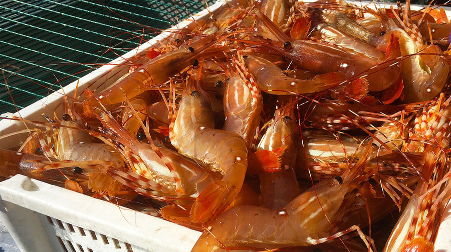 The Ocean, Paused: Why Spot Prawn Tails Frozen in Salt Water Taste Like the Season Never Ended