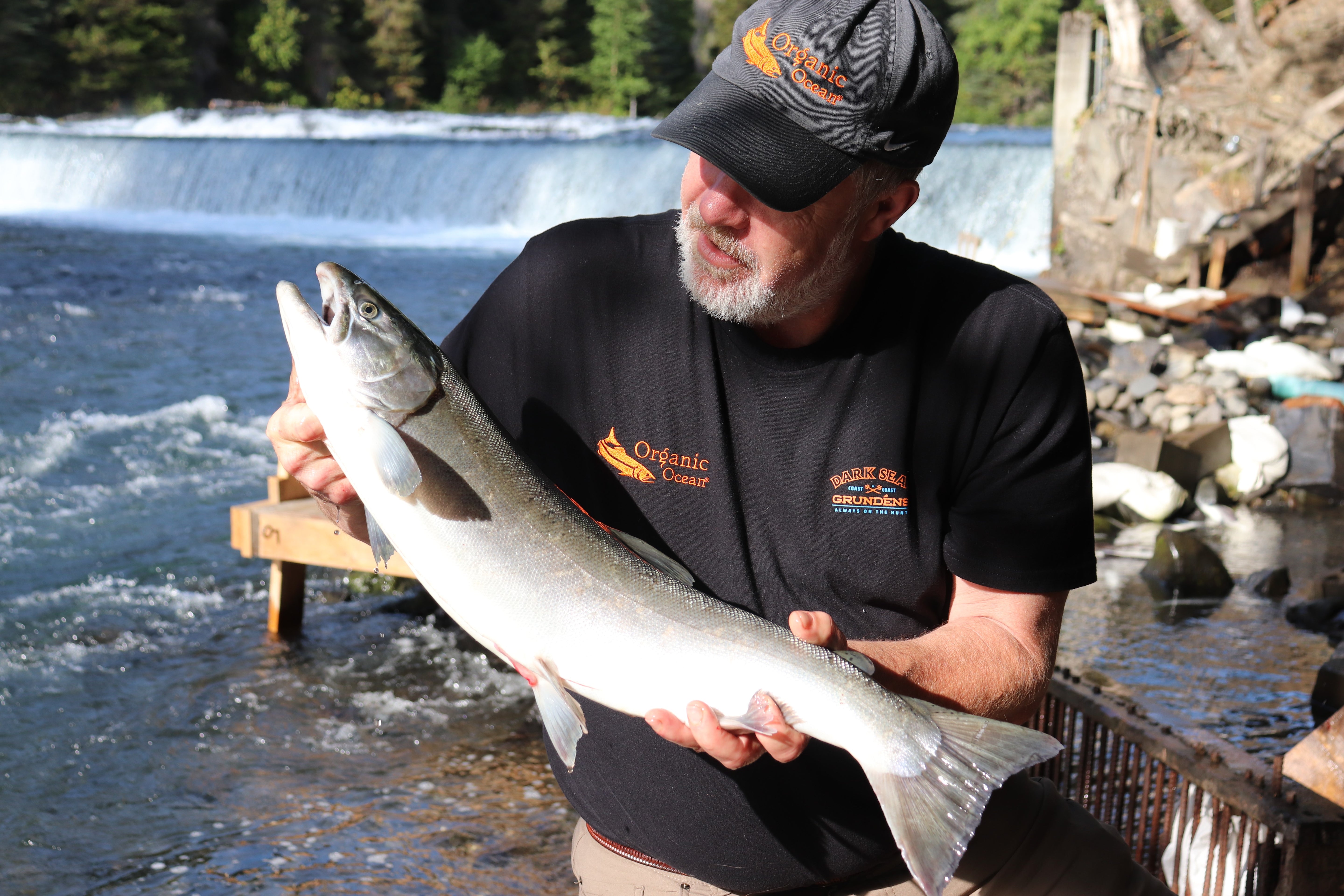 Gitanyow Sockeye Salmon Portion