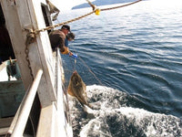 Wild BC Halibut Portion — 6oz skin-on fillet, fishing, fishermen