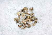 Wild Blue Shrimp